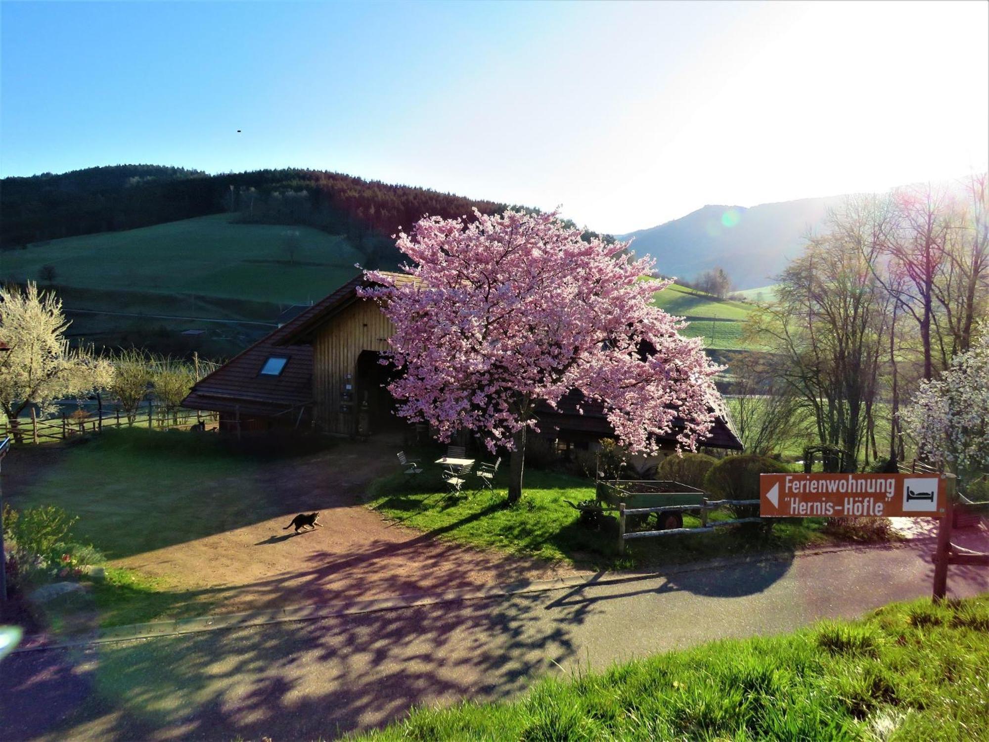 Hernis-Hoefle Elzach Exterior foto