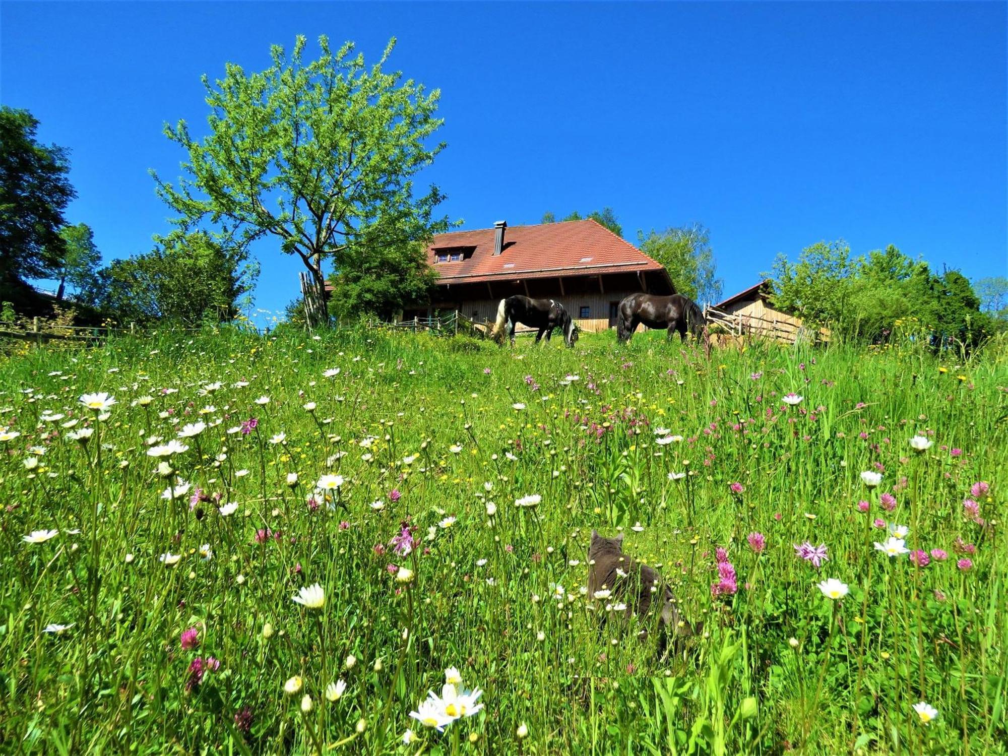 Hernis-Hoefle Elzach Exterior foto